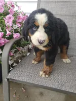 Maddie , a female Bernese Mountain Dog for sale in New Haven, IN – 5 of 10
