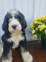 Benji, a male Bernedoodle for sale in New Haven, IN – 4 of 10