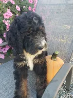 Bear, a male Bernedoodle for sale in New Haven, IN – 2 of 9