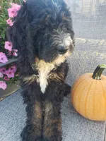 Bear, a male Bernedoodle for sale in New Haven, IN – 3 of 9