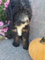 Bear, a male Bernedoodle for sale in New Haven, IN – 5 of 9