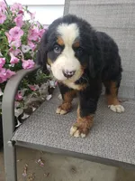 Maddie , a female Bernese Mountain Dog for sale in New Haven, IN – 6 of 10
