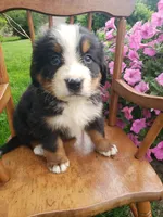 Duke, a male Bernese Mountain Dog for sale in New Haven, IN – 2 of 10