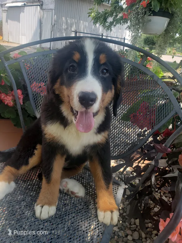 Lilly – Bernese Mountain Dog puppy for sale in New Haven, IN