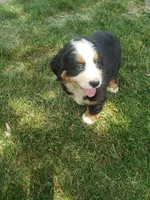 Emma , a female Bernese Mountain Dog for sale in New Haven, IN – 3 of 7