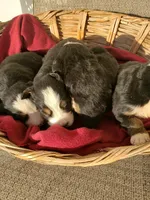 Puppies, a male Bernese Mountain Dog for sale in New Haven, IN – Photo 4 of 5