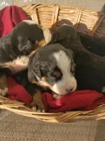 Puppies, a male Bernese Mountain Dog for sale in New Haven, IN – Photo 2 of 5