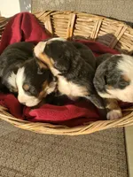 Puppies, a male Bernese Mountain Dog for sale in New Haven, IN – Photo 5 of 5