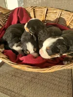 Puppies, a male Bernese Mountain Dog for sale in New Haven, IN – Photo 3 of 5