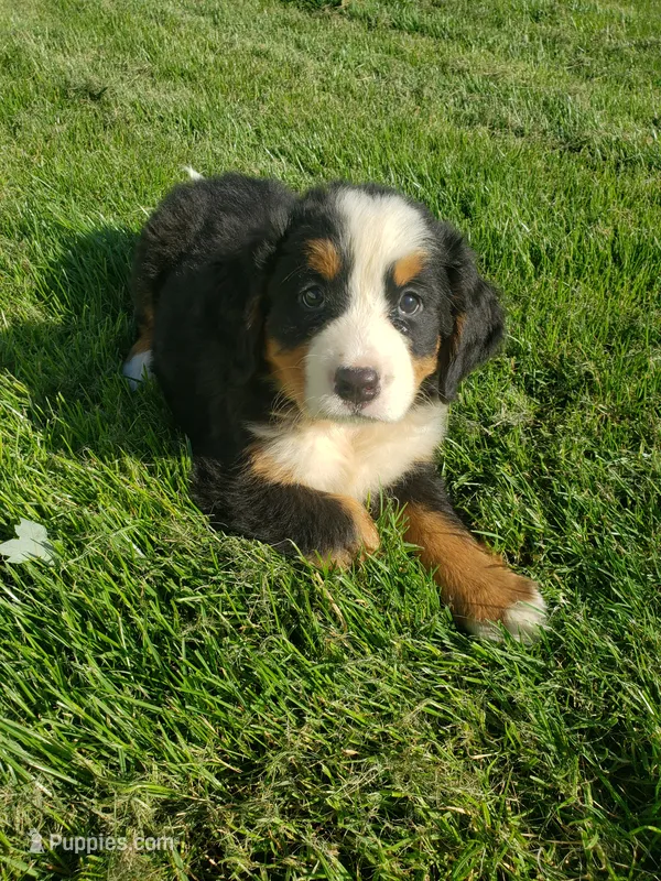 Emily – Bernese Mountain Dog puppy for sale in New Haven, IN