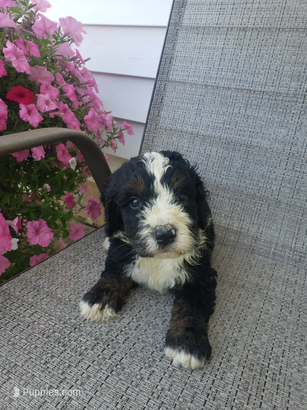 Roscoe  – Bernedoodle puppy for sale in New Haven, IN