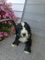 Roscoe , a male Bernedoodle for sale in New Haven, IN – 1 of 8