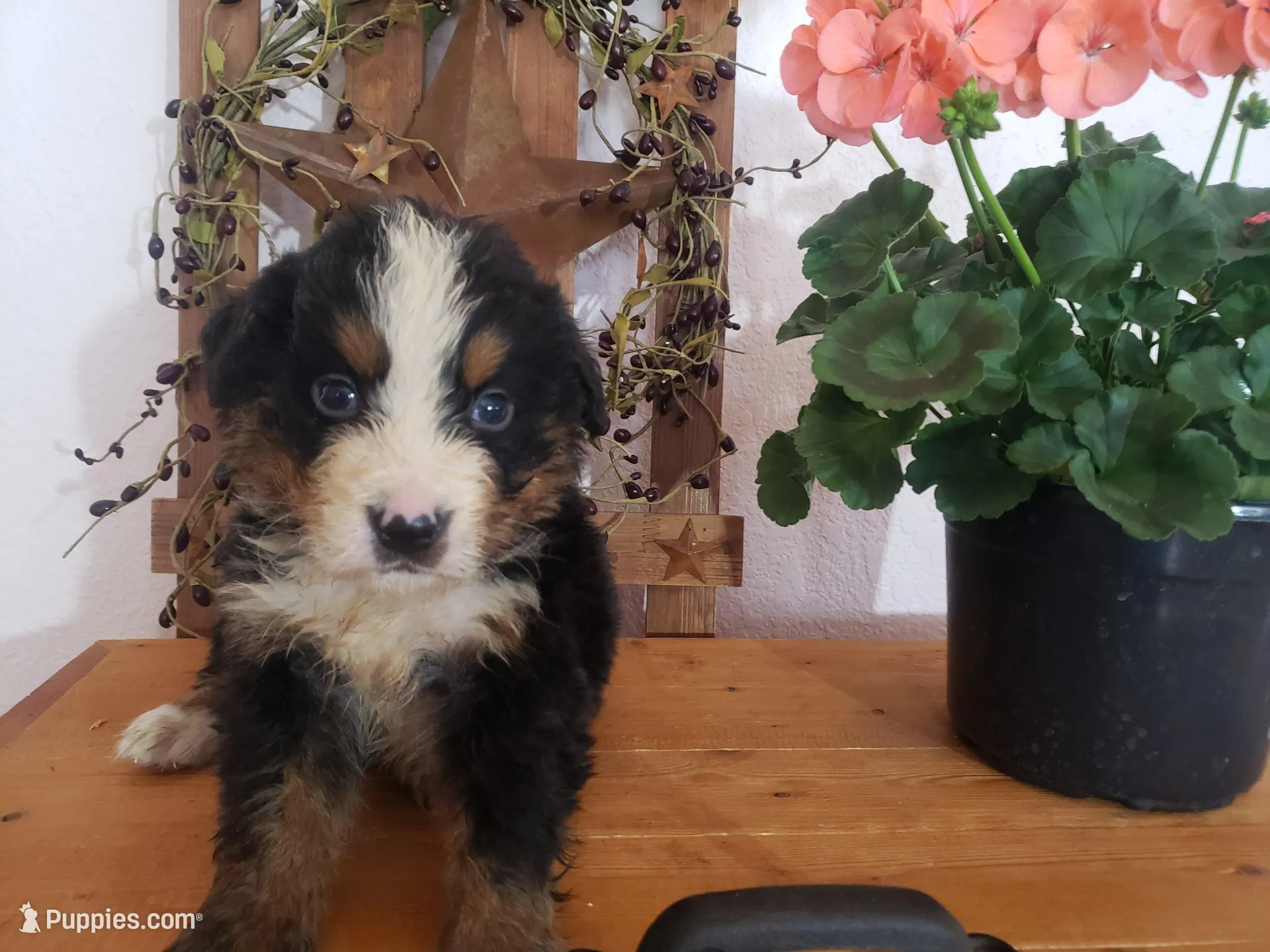 Duke, a male Bernese Mountain Dog for sale in New Haven, IN – 2 of 8