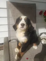 Daisy , a female Bernese Mountain Dog for sale in New Haven, IN – 6 of 10