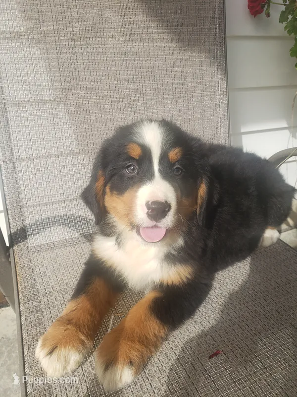 Lilly  – Bernese Mountain Dog puppy for sale in New Haven, IN