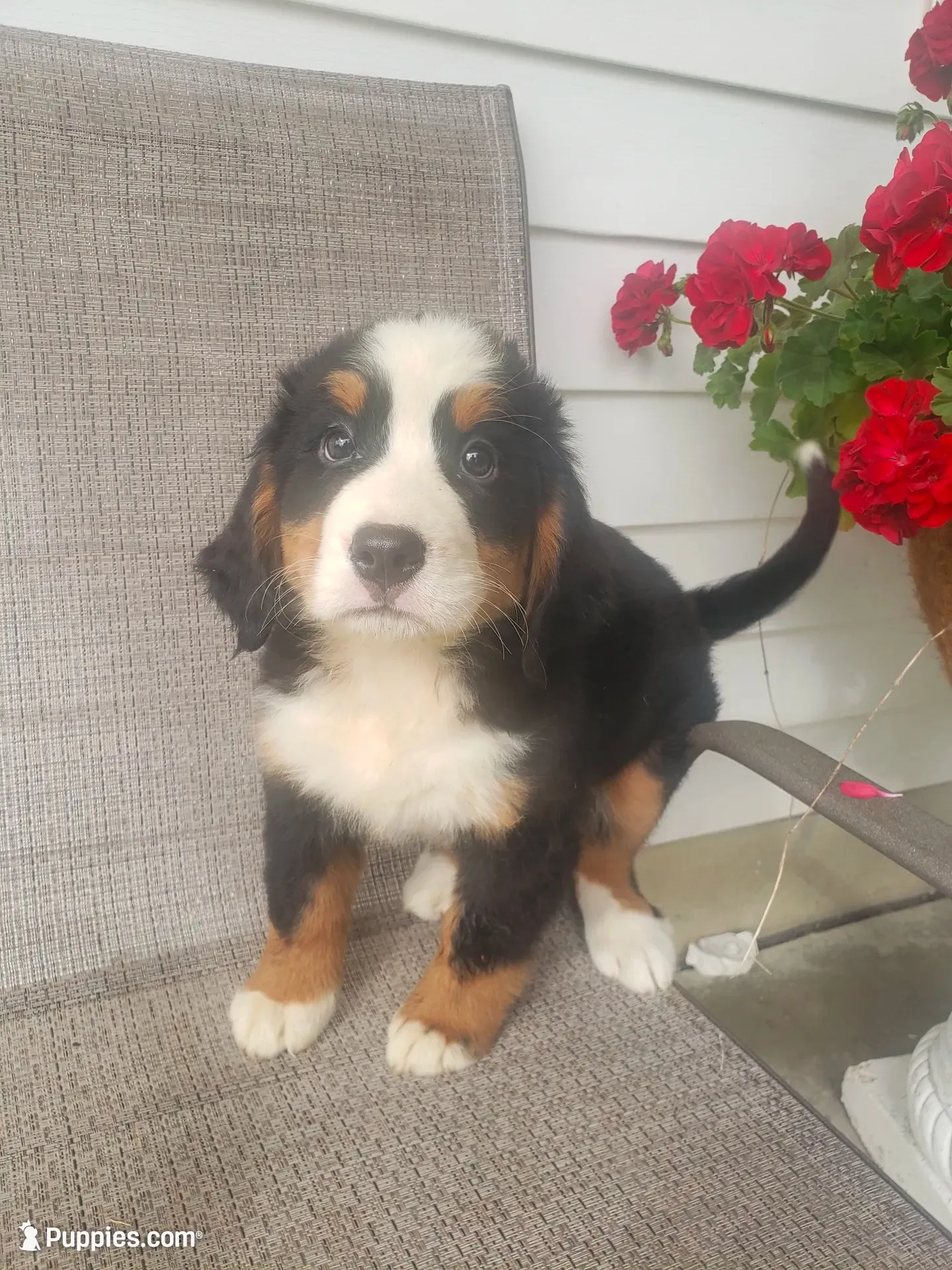 Emily, a female Bernese Mountain Dog for sale in New Haven, IN – 5 of 7