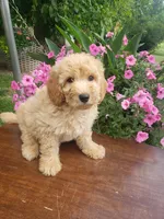 Sammy , a male Miniature Goldendoodle for sale in New Haven, IN – 4 of 9