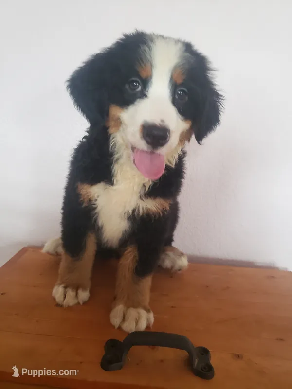 Emma  – Bernese Mountain Dog puppy for sale in New Haven, IN