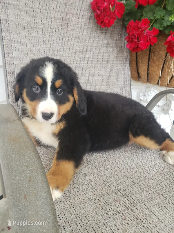 Lilly – Bernese Mountain Dog puppy for sale in New Haven, IN
