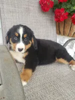 Lilly, a female Bernese Mountain Dog for sale in New Haven, IN – 1 of 6