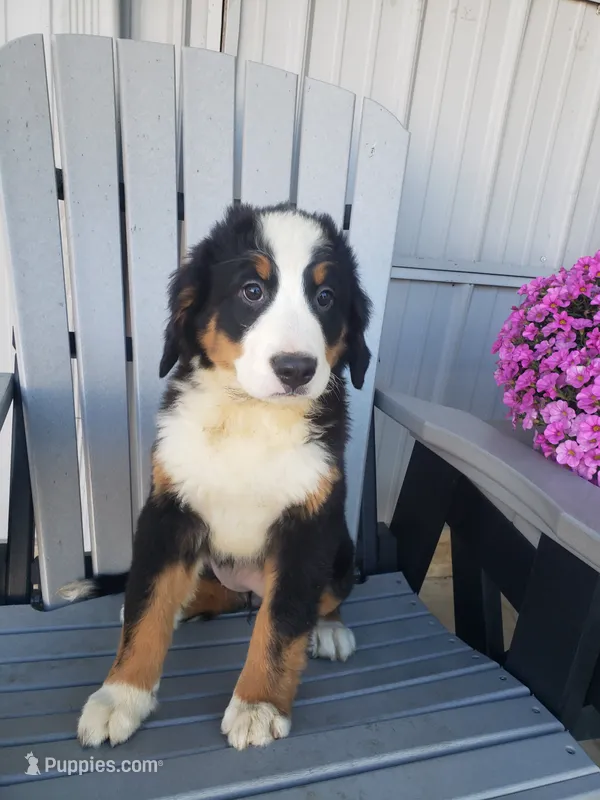 Daisy  – Bernese Mountain Dog puppy for sale in New Haven, IN