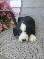 Benji, a male Bernedoodle for sale in New Haven, IN – 5 of 5