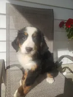 Daisy , a female Bernese Mountain Dog for sale in New Haven, IN – 9 of 10