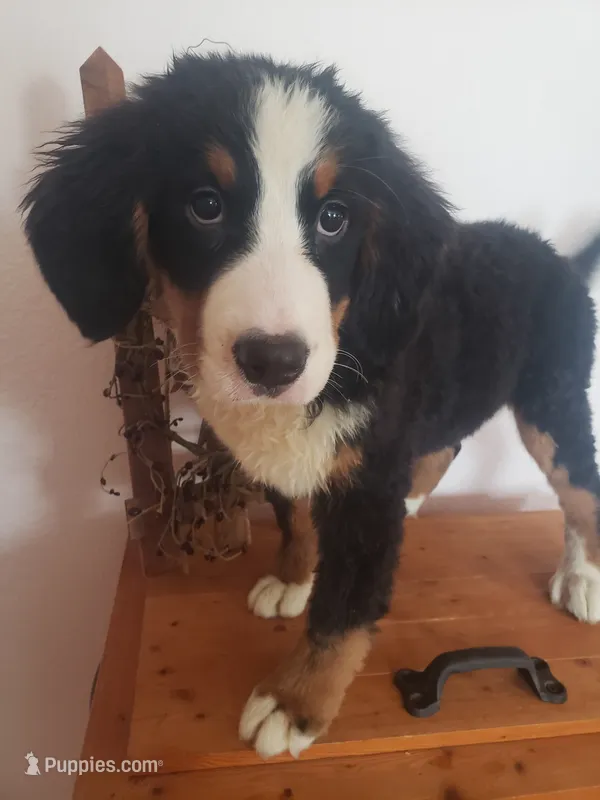 Emily – Bernese Mountain Dog puppy for sale in New Haven, IN