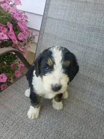 Emma , a female Bernedoodle for sale in New Haven, IN – 2 of 10
