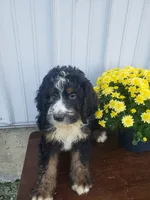 Noah Roscoe , a male Bernedoodle for sale in New Haven, IN – 2 of 5