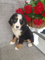 Emily, a female Bernese Mountain Dog for sale in New Haven, IN – 3 of 7