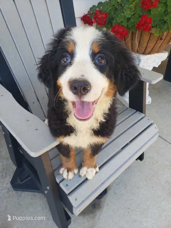 Emma  – Bernese Mountain Dog puppy for sale in New Haven, IN