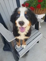 Emma , a female Bernese Mountain Dog for sale in New Haven, IN – 1 of 4