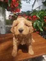 Noah, a male Miniature Goldendoodle for sale in New Haven, IN – 4 of 10