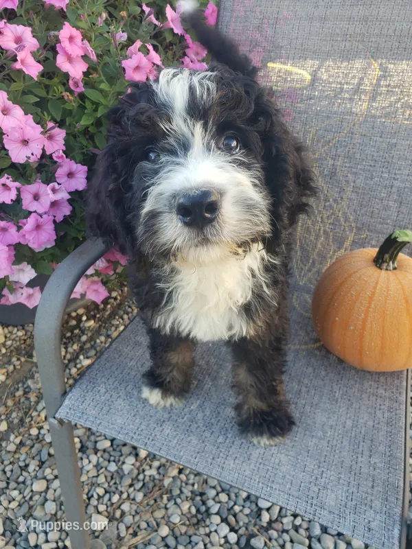 MOOSE  – Bernedoodle puppy for sale in New Haven, IN