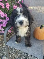 MOOSE , a male Bernedoodle for sale in New Haven, IN – 1 of 9
