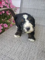 Roscoe , a male Bernedoodle for sale in New Haven, IN – 8 of 8