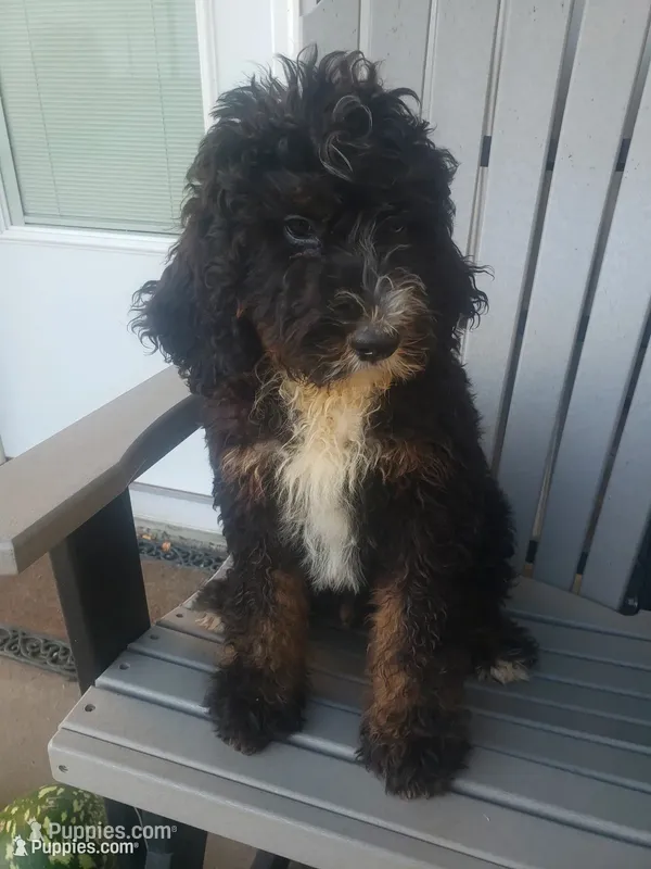 Bear – Bernedoodle puppy for sale in New Haven, IN