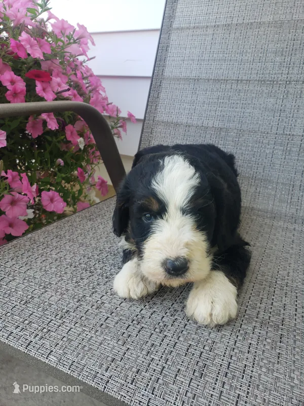 Benji – Bernedoodle puppy for sale in New Haven, IN