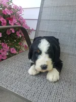 Benji, a male Bernedoodle for sale in New Haven, IN – 1 of 5