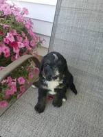 Bear, a male Bernedoodle for sale in New Haven, IN – 6 of 9