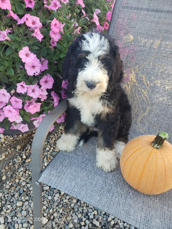 Benji – Bernedoodle puppy for sale in New Haven, IN