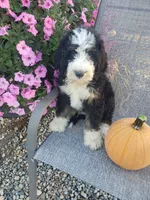 Benji, a male Bernedoodle for sale in New Haven, IN – 2 of 10