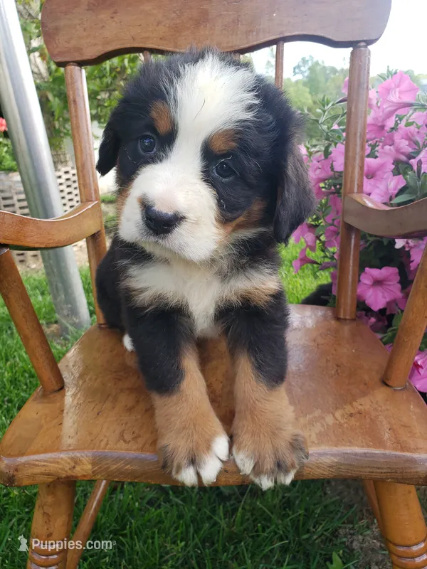 Lena – Bernese Mountain Dog puppy for sale in New Haven, IN