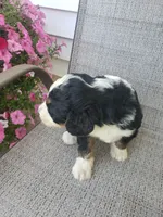 Emma , a female Bernedoodle for sale in New Haven, IN – 3 of 10