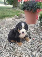 Rocky , a male Bernese Mountain Dog for sale in New Haven, IN – 3 of 6