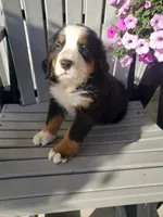 Emma , a female Bernese Mountain Dog for sale in New Haven, IN – 10 of 10