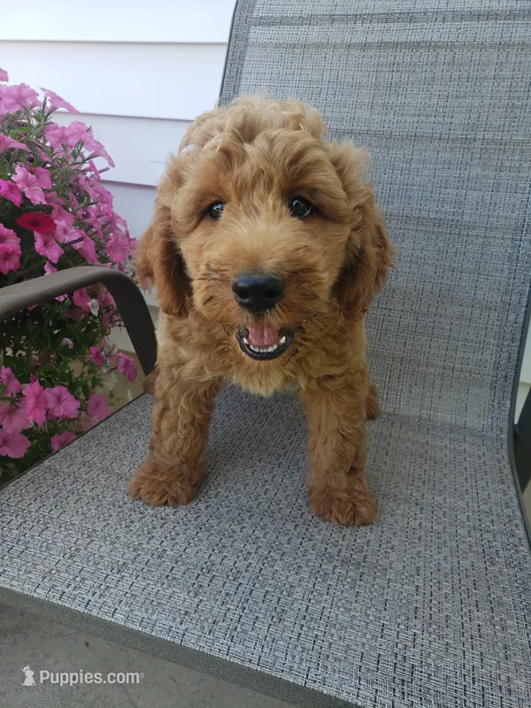 Noah – Miniature Goldendoodle puppy for sale in New Haven, IN