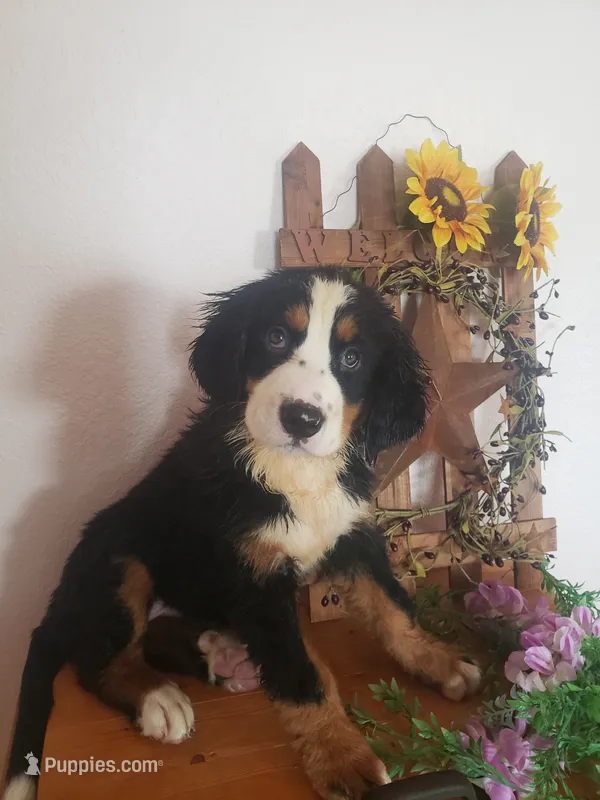 Maddie  – Bernese Mountain Dog puppy for sale in New Haven, IN
