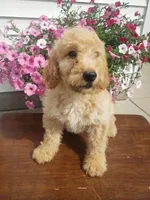 Cooper, a male Miniature Goldendoodle for sale in New Haven, IN – 2 of 4